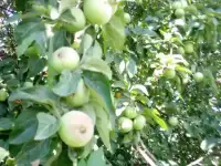 Продам дом с землей, Самарская обл., Кинель-Черкасский район ,поселок птицефабр 38,90 м2, фотография 2