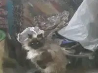 Отдам котов и кошек в добрые руки, фотография 2