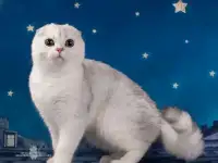 Продажа шотландских вислоухих котят