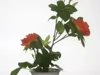 Растения интерьерные искусственные (цветы розы) в Коврове