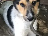 отдам даром