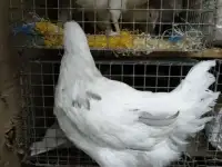 Куры молодки
