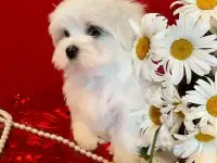 Щенки мальтийской болонки. Мальтезе.