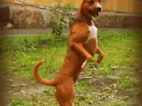 Отдам рыжую красавицу Стаффик, фотография 3
