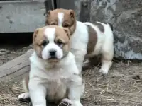 Продам щенков САО