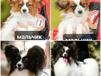 Щенки папильона