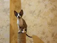 Котята девон рекс, фотография 8
