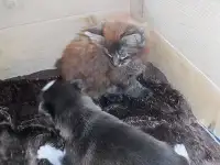 Щенки чистокровных хаски.