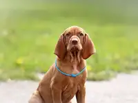 Щенки выжлы