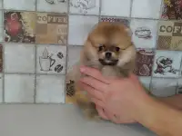 шпиц щенки, фотография 3