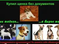 Щенки джек рассел терьер, фотография 9