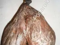 Бобровая струя медвежья желч