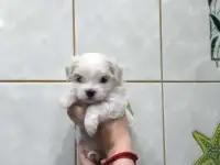 Щенки Мальтезе, фотография 5