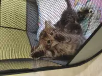 Бенгальские котята, фотография 9