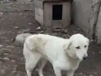 Собака Музыка очень ждёт любящего хозяина!