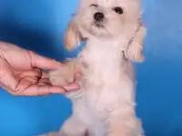 мальтипу Ф1 щенки мини и микро, фотография 10