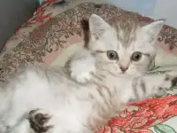 Продам британского котенка