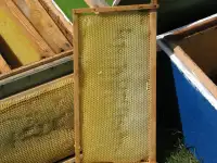 Сушь для пчёл, фотография 4