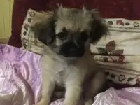 Щенки чихуахуа