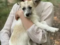 Отдам две собаки (сёстры) в добрые руки
