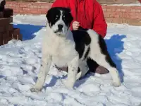 Породные щенки Алабая
