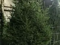 Живые новогодние елки