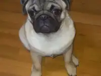Мальчик Мопс