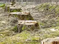 Удаление пней в Нижнем Новгороде