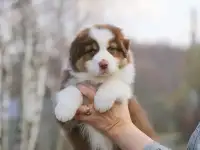 Щенок девочка аусси от питомника