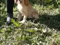 Щенок кокер спаниеля