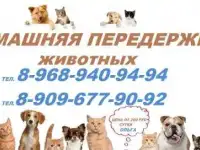 Стрижка кошек и собак Выезд на дом в Москве.Домашняя передержка в Москве, фотография 2