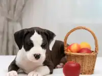 Продаются щенки амстаффа