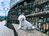 Девочка Бишон Фризе, фотография 2