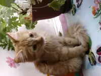 Отдам котят в добрые руки, фотография 3