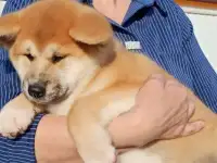 Щенки акита ину