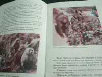1964  Объёмные изображения  Смотреть через спец очки В гостях у обезьян Автор Снегирев Гуревич Объёмные фотографии, фотография 4
