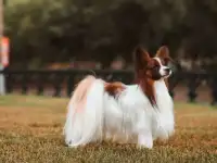 Папийон для вязки, фотография 2