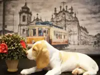 Продаются щенки Бигля, фотография 2