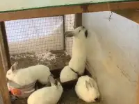  Кролики калифорнийской породы всегда в продаже, фотография 3