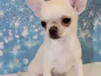 Чихуахуа красивый щенки