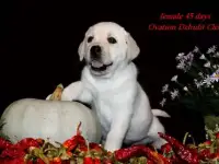 Лабрадоры малыши для любви идля души., фотография 8