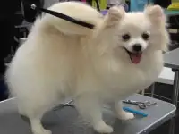 Стрижка собак и кошек