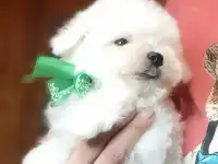 БИШОН ФРИЗЕ Щенки, фотография 3