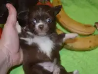 Мини девочки!