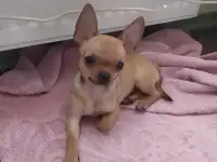 Мини мальчик чихуахуа