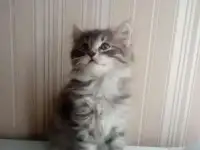 Отдам в хорошие руки кошечку, бесплатно.
