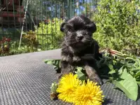 Щенки русской цветной болонки