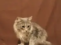 Кот в добрые руки