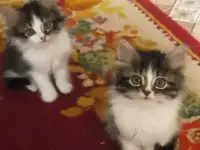 Отдам в добрые руки, фотография 2