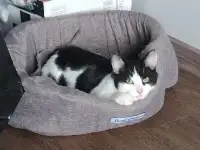 котенок Миша ищет дом, фотография 2